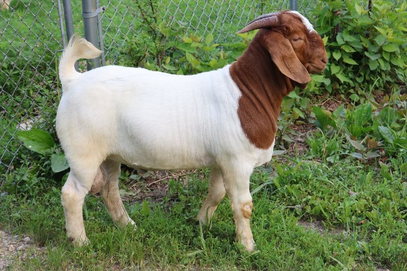 Bear Creek BC P1342 - Boer Goat Buck