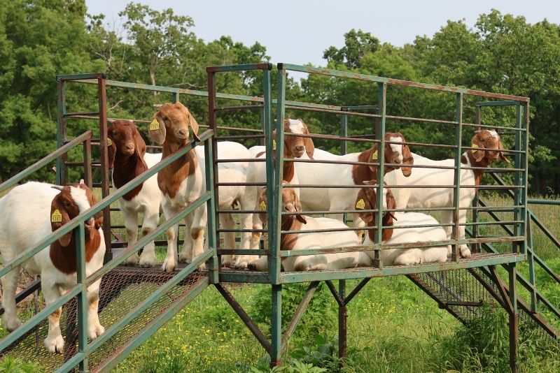 Doe Kids and Older Does LIST - Boer Goat Doe