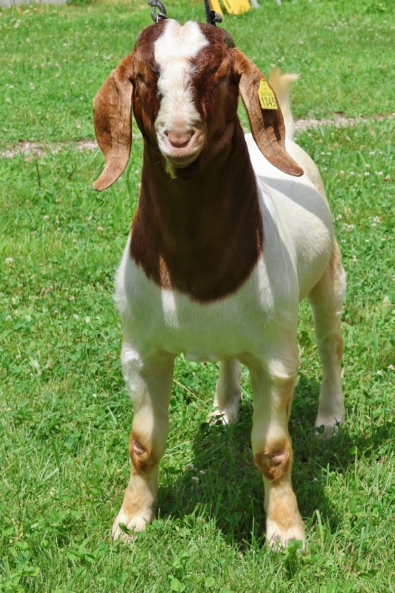 Bear Creek BC P1345 Wrangler - Boer Goat Buck