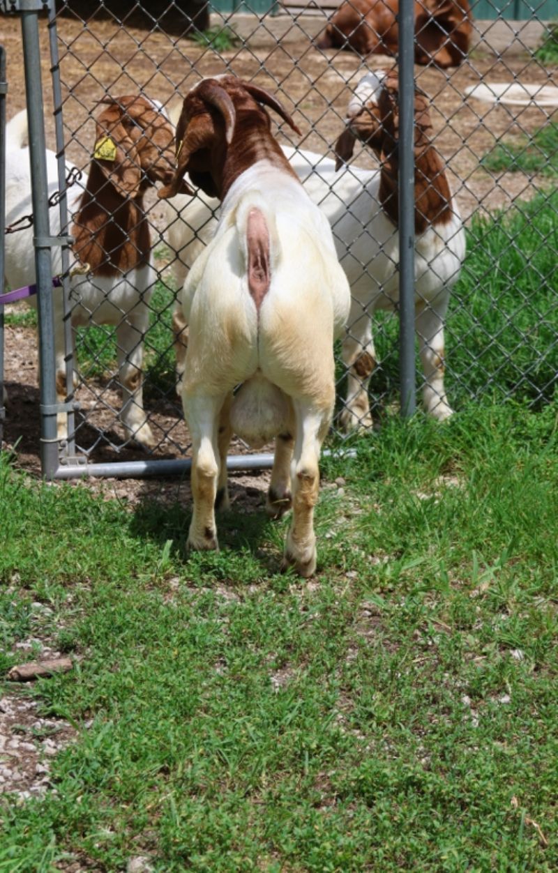 Bear Creek BC P1345 Wrangler - Boer Goat Buck