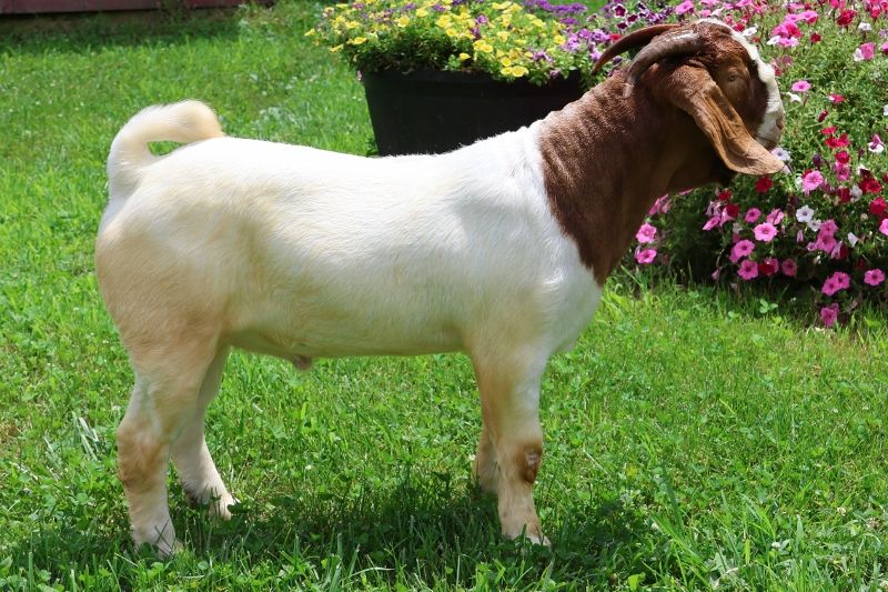 Bear Creek BC P1345 Wrangler - Boer Goat Buck
