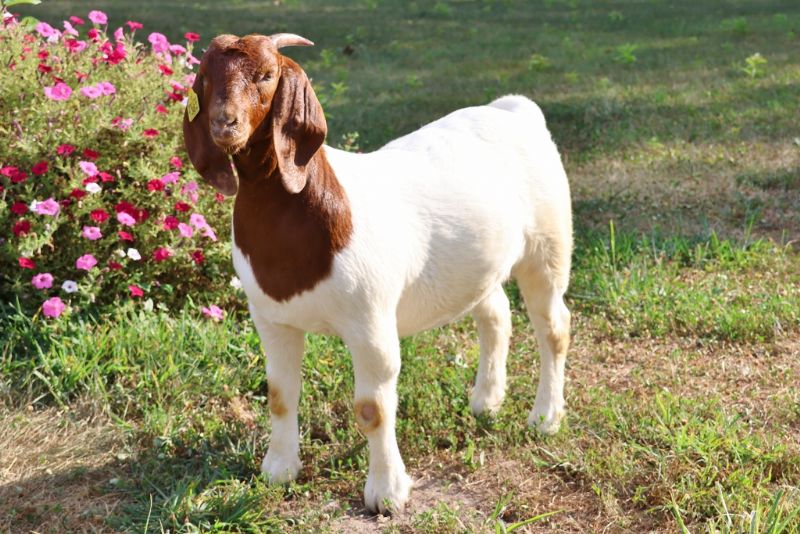 Bear Creek BC R1362 - Boer Goat Doe