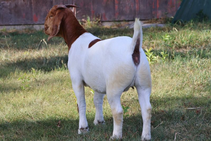 Bear Creek BC R1360 - Boer Goat Doe