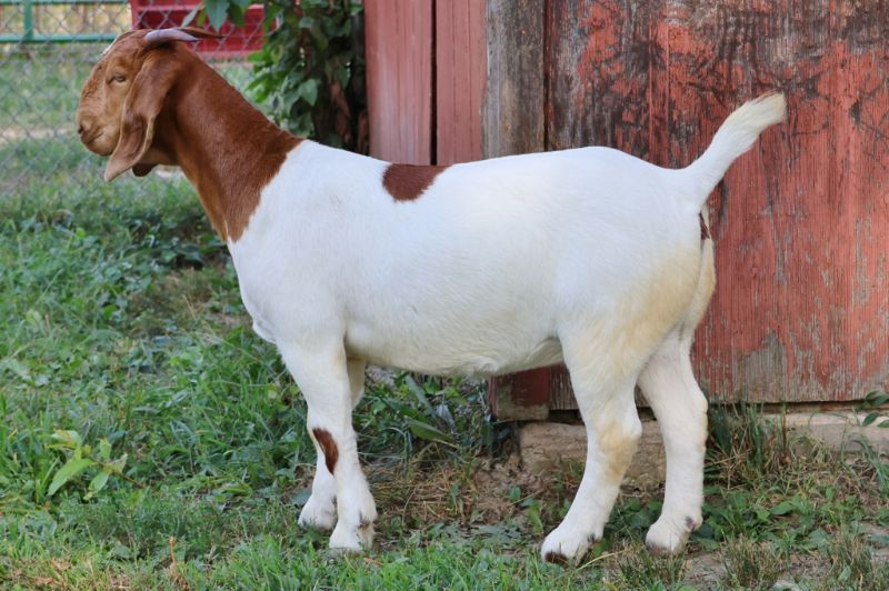 Bear Creek BC R1360 - Boer Goat Doe
