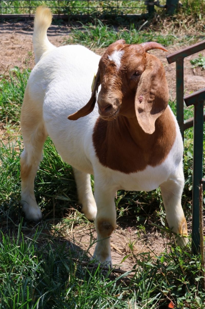 Bear Creek BC P1347 - Boer Goat Doe