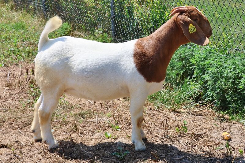 Bear Creek BC P1347 - Boer Goat Doe