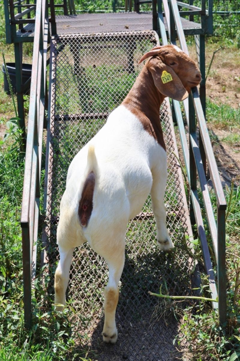 Bear Creek BC P1347 - Boer Goat Doe
