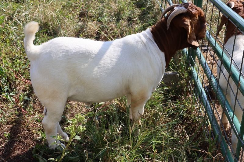 Bear Creek BC P1344 - Boer Goat Buck