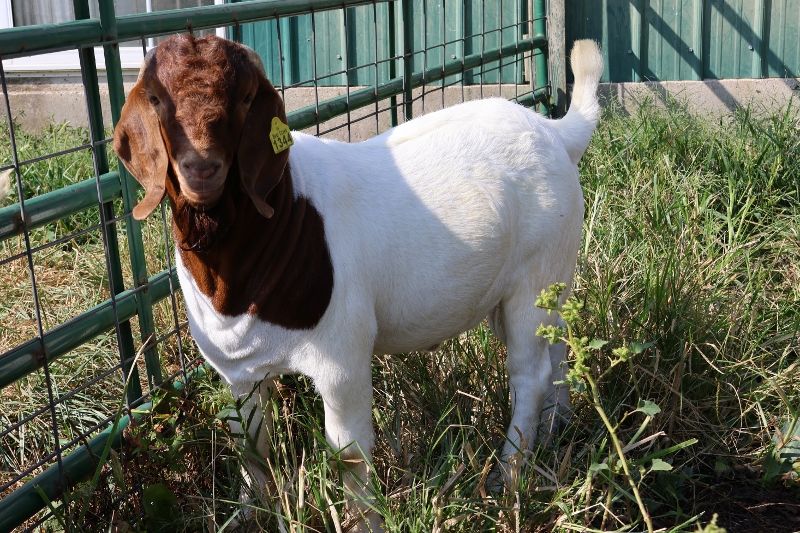Bear Creek BC P1344 - Boer Goat Buck