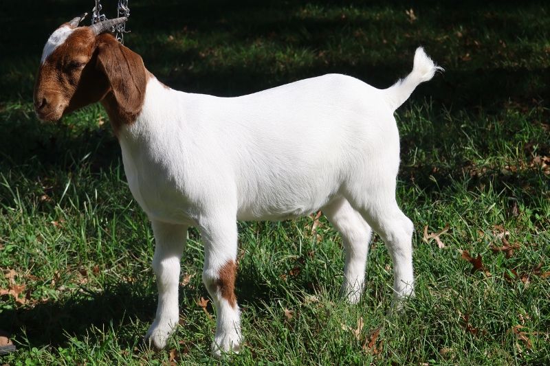 Bear Creek BC R1372 Tilly - Boer Goat Doe