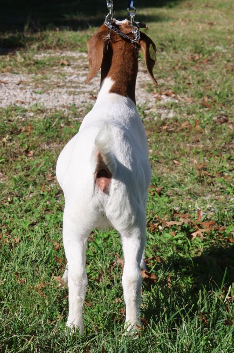 Bear Creek BC R1372 Tilly - Boer Goat Doe