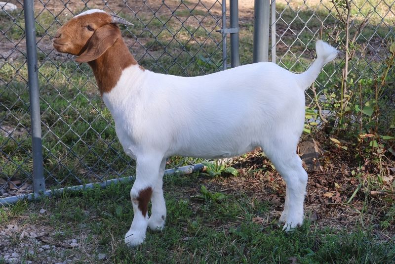 Bear Creek BC R1372 Tilly - Boer Goat Doe