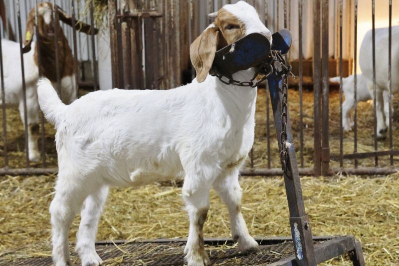 Bear Creek BC R1383 - Boer Goat Buck
