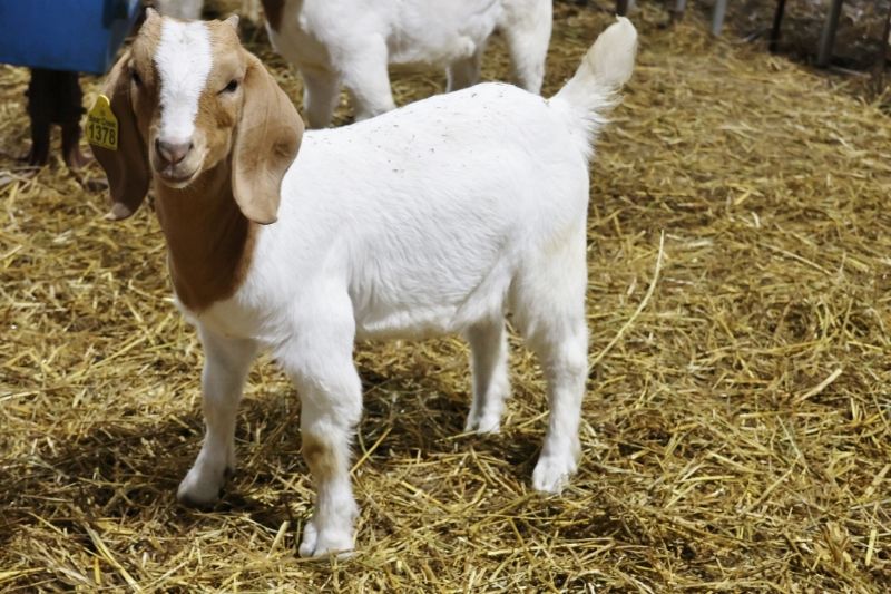 Bear Creek BC R1378 - Boer Goat Doe