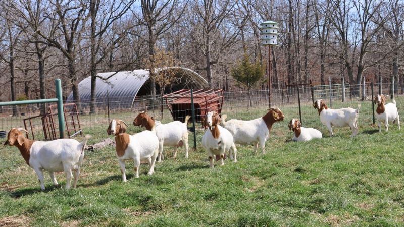 Doe Kids and Older Does LIST - Boer Goat Doe