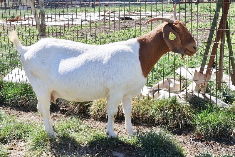 Bear Creek BC M1216 Tabitha - Boer Goat Doe