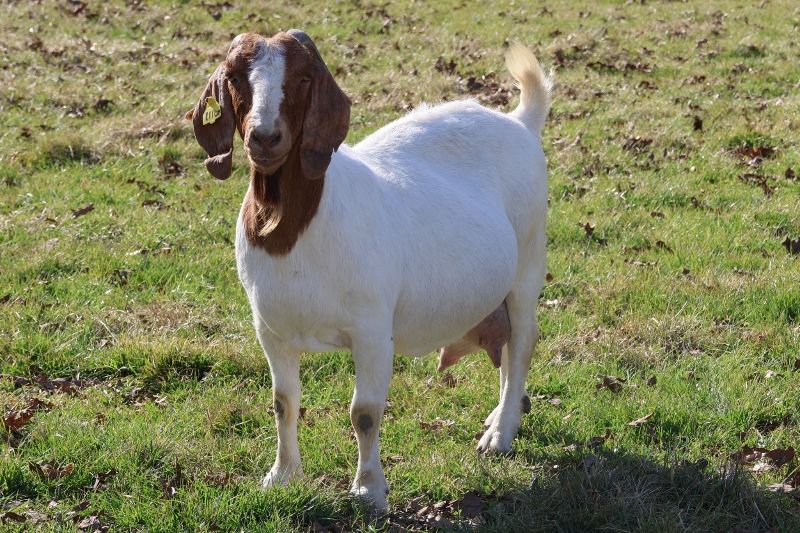 Bear Creek BC J1116 Cheetah's Pride - Boer Goat Doe