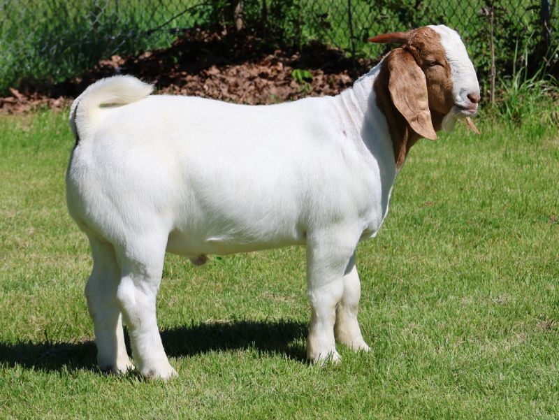 Bear Creek BC R1389 - Boer Goat Buck