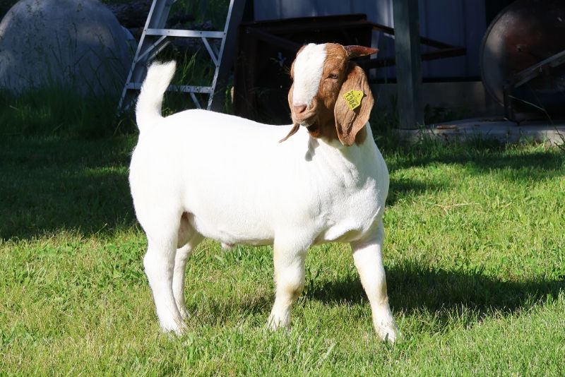 Bear Creek BC R1384 - Boer Goat Buck