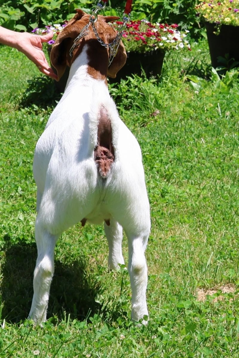 Bear Creek BC R1379 - Boer Goat Doe