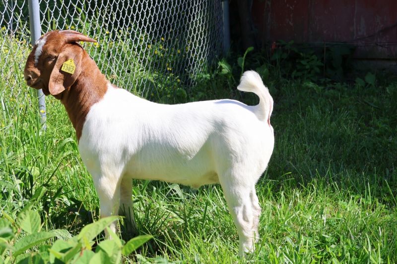 Bear Creek BC R1382 - Boer Goat Buck