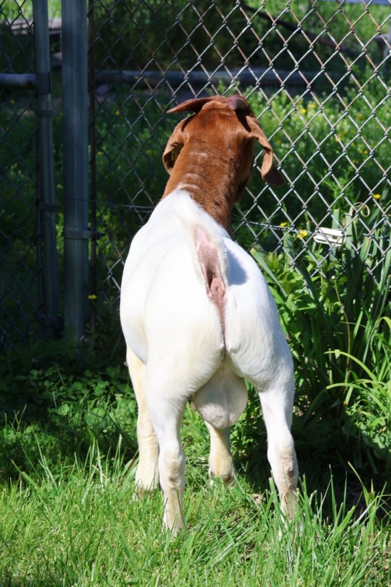 Bear Creek BC R1382 - Boer Goat Buck