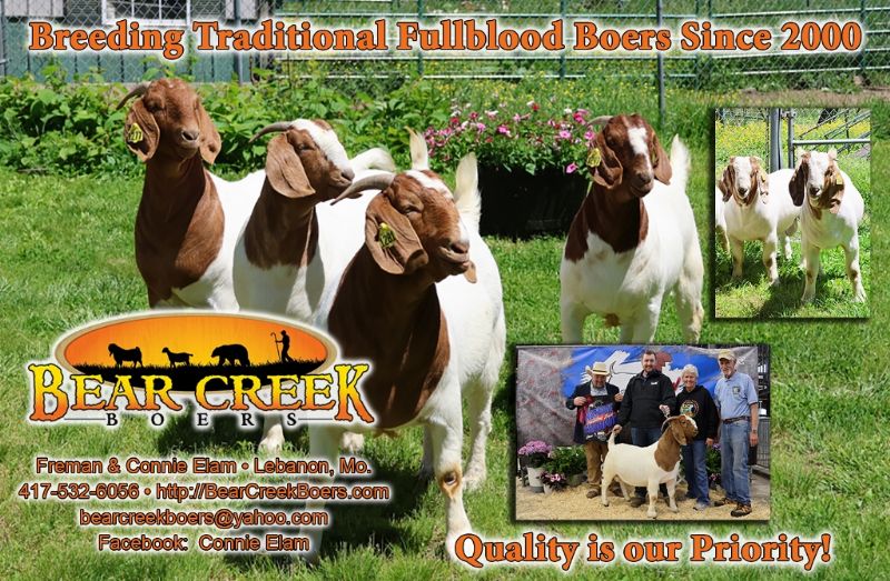 Bear Creek BC R1369 Hello Darlin was the Reserve Grand CH Buck at the Show In Sedalia, MO 4/11/26