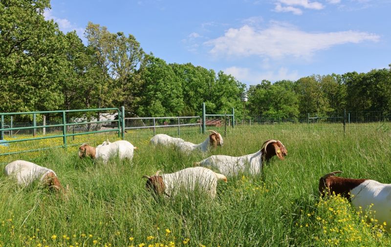 Doe Kids and Older Does LIST - Boer Goat Doe