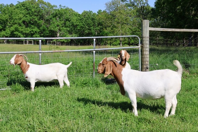 Doe Kids and Older Does LIST - Boer Goat Doe