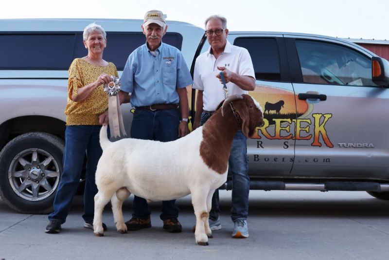 Bear Creek BC R1369 Hello Darlin - Boer Goat Buck