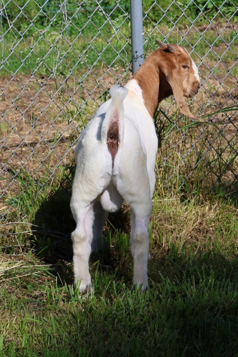Bear Creek BC S1408 - Boer Goat Buck