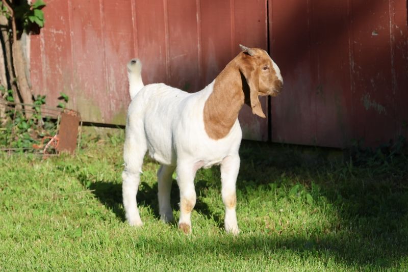 Bear Creek BC S1408 - Boer Goat Buck