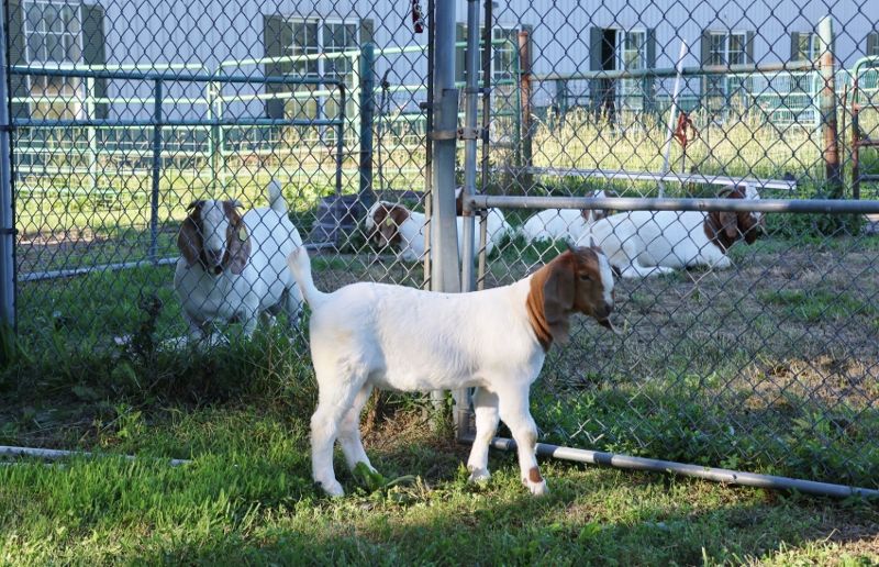 Bear Creek BC S1408 - Boer Goat Buck