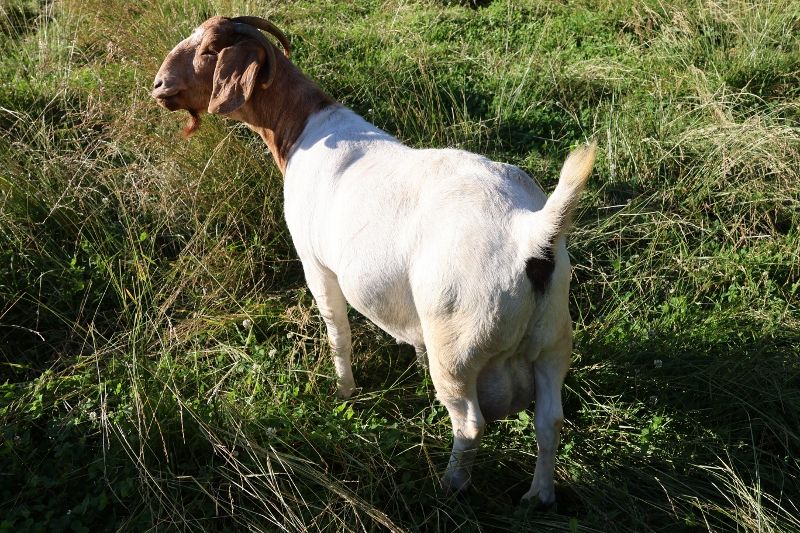 Bear Creek BC M1253 Adeline - Boer Goat Doe