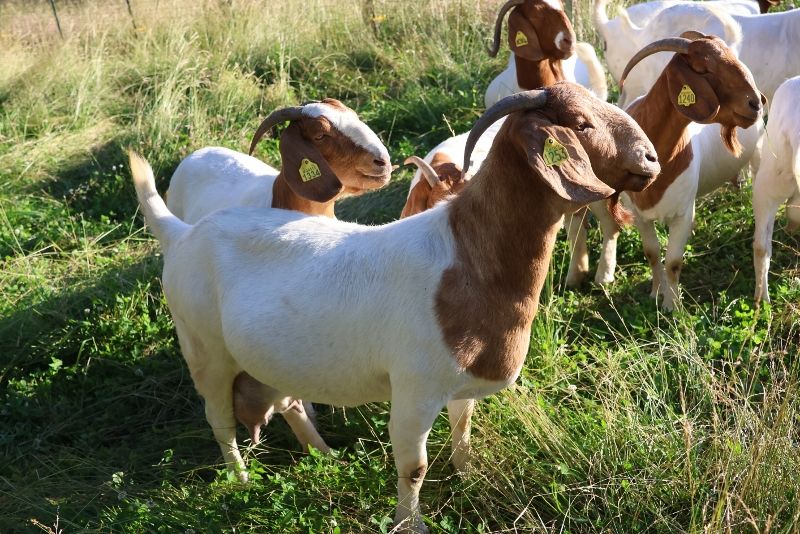 Bear Creek BC M1253 Adeline - Boer Goat Doe
