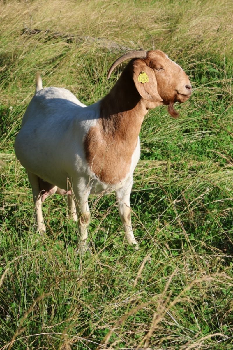 Bear Creek BC M1253 Adeline - Boer Goat Doe