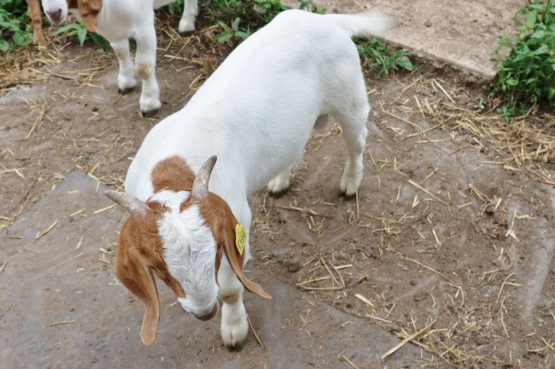 Bear Creek BC R Various - Boer Goat Buck