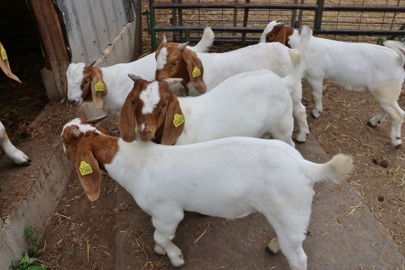 Bear Creek BC R Various - Boer Goat Buck