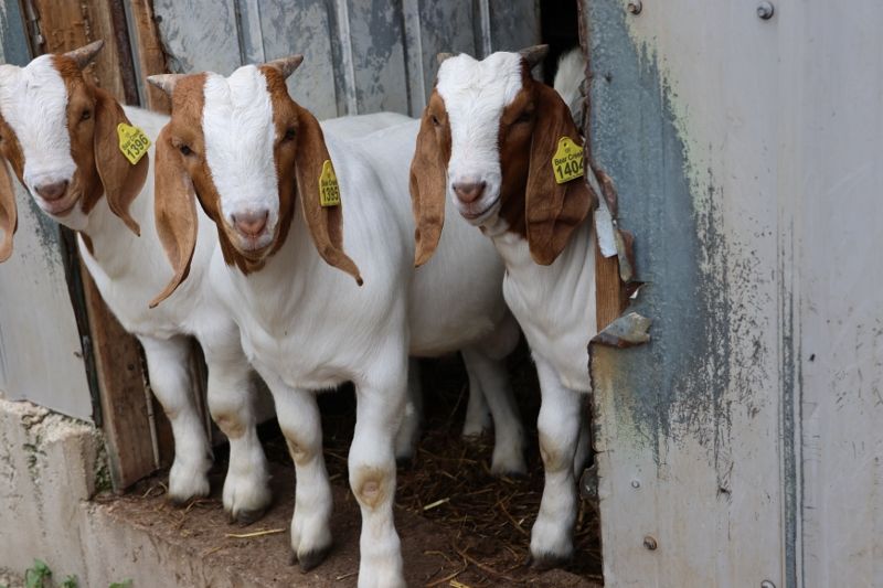 Bear Creek BC R Various - Boer Goat Buck