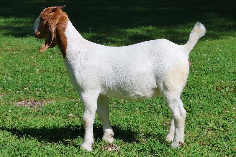 Bear Creek BC S1400 - Boer Goat Doe