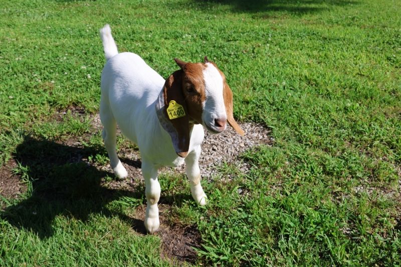 Bear Creek BC S1400 - Boer Goat Doe