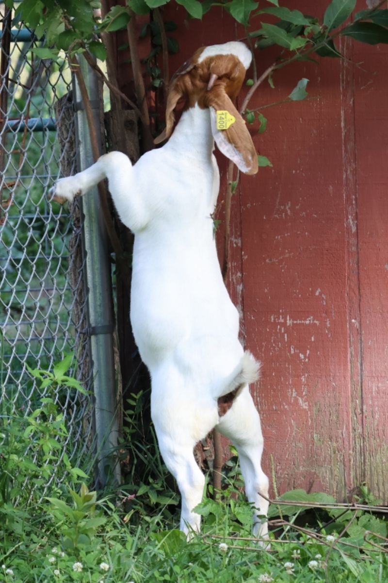 Bear Creek BC S1400 - Boer Goat Doe