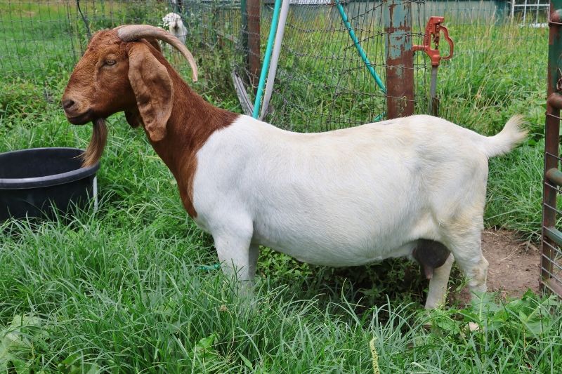 Bear Creek BC K1155 Hometown Girl - Boer Goat Doe