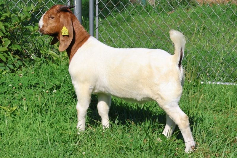Bear Creek BC S1406 - Boer Goat Buck