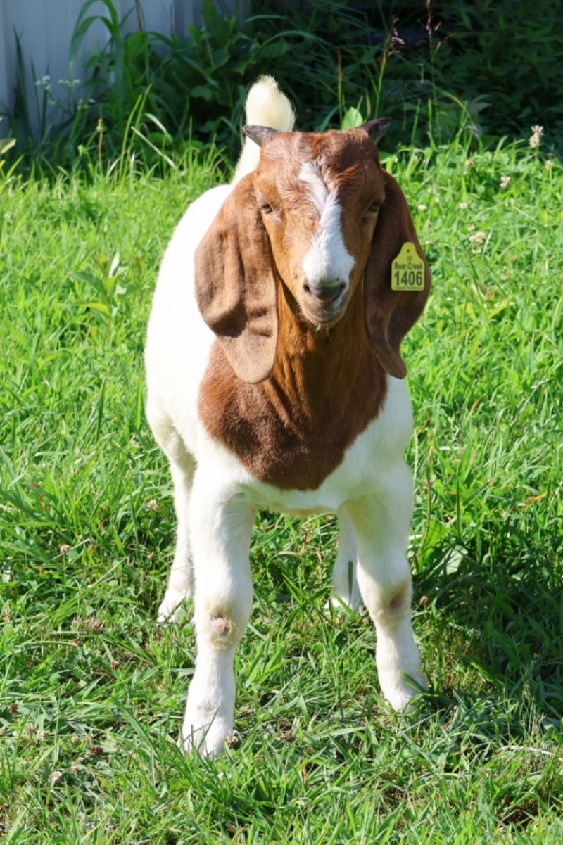 Bear Creek BC S1406 - Boer Goat Buck