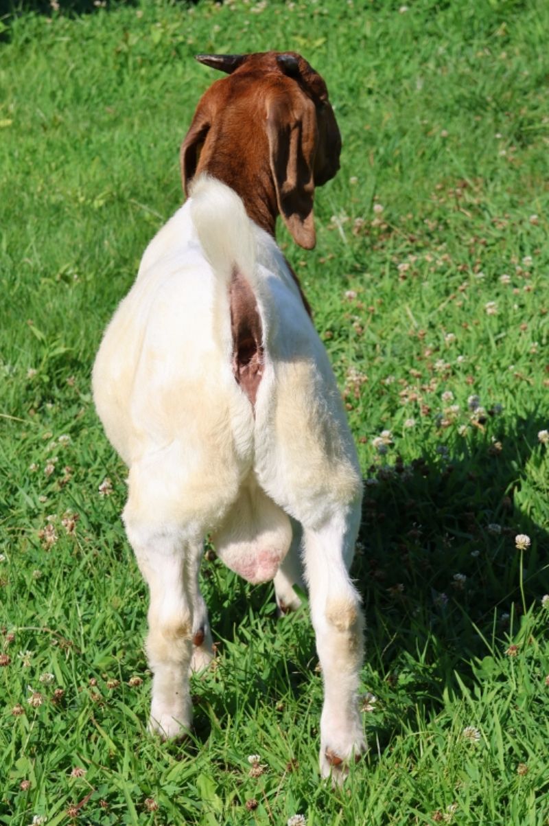 Bear Creek BC S1406 - Boer Goat Buck