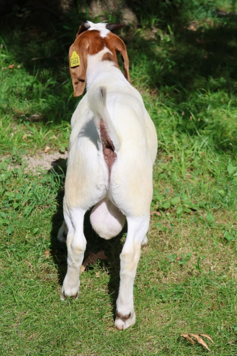 Bear Creek BC S1404 - Boer Goat Buck