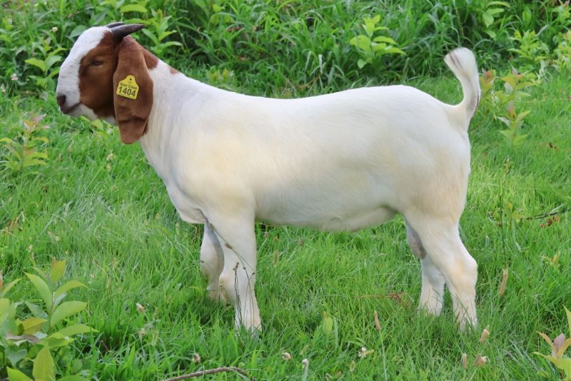 Bear Creek BC S1404 - Boer Goat Buck