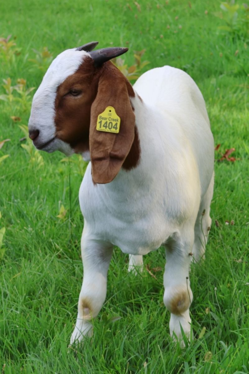 Bear Creek BC S1404 - Boer Goat Buck