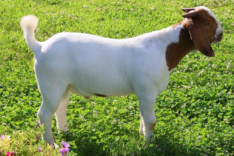 Bear Creek BC S1396 - Boer Goat Buck